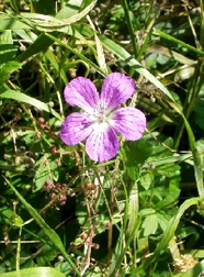 Geranium palustre - Blüte