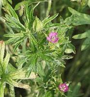 Geranium dissectum - Blüte