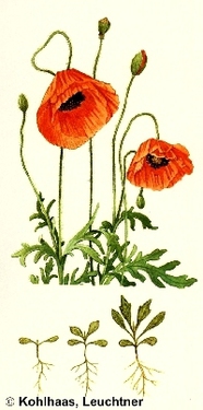 Klatschmohn-Entwicklungsstadien