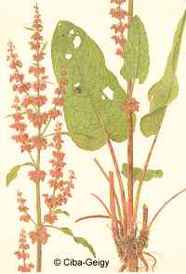 Rumex obtusifolius - Zeichnung