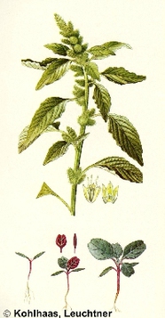 Amaranthus retroflexus - Zeichnung