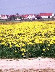 Löwenzahn_bestandsbildend im Grünland