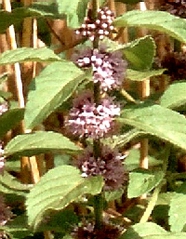 Ackerminze - Blüte