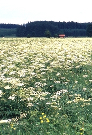 Bärenklau-Wiese