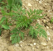 Ambrosia artemisiifolia – Jungpflanze auf Blumenfeld im Mai 2007