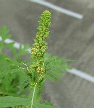 Ambrosia artemisiifolia – Blütenstand