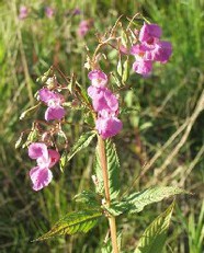 Impatiens glandulifera - Bestand am Feldrand