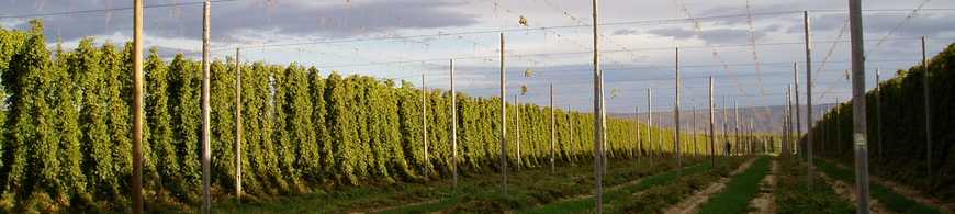 Hopfengarten