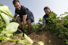 Zwei Mitarbeiter am Feld bei der parallelen Ernte von Kartoffelkraut und Knollen