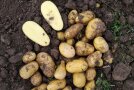 Geerntete Kartoffelknollen auf dem Feld mit geteilten Knollen zur Qualitätsprüfung