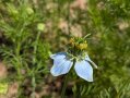 Blaue Blüte einer Schwarzkümmelpflanze.