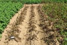 Kartoffelfeld mit abgestorbenem brauen Kraut der Kartoffelpflanze durch die Krautfäule