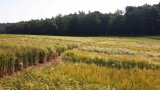 goldgelbe Wintergerstenparzellen auf dem Feld am Waldrand