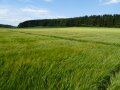 grüner Sommergerstenbestand vor Waldkulisse