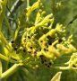 gelber Fenchel mit teils schwarz gefärbten Doldenköpfchen