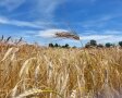 Emmerfeld mit Emmerähre, im Hintergrund blauer Himmel