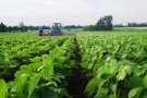 Striegeleinsatz bei jungen Sojabohnenpflanzen zwischen den Reihen auf dem Feld