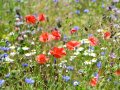 Blühende Wildblumenwiese der einjährigen KULAP-Mischung