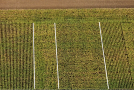 Darstellung eines Standraumversuchs bei Mais mit drei unterschiedlichen Reihenweiten (75 cm, 37,5 cm und 50 cm)