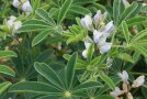gefiederte Blätter und weiße Blüten der weißen Lupine