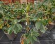 Pflanze im Topf mit grüner Hülse an der Spitze