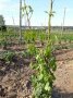 Hopfenaufleitung mit einem Stück Weinrebe mit dem Raubmilben in den Hopfen übertragen werden. Im Hintergrund Erdbeeren in der Fahrgasse