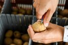 Kartoffeln in einer Hand, die andere schneidet mit einem Messer das Nabelende aus