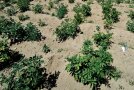 Einzelne Kartoffelpflanzen im Zuchtgarten mit Pflanzabstand in der Reihe.