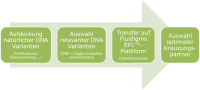 Grafik: Etablierung von Selektionschips für die Genotypisierung mittels der Fludigm EP1 TM