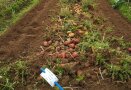 Gerodete Kartoffelpflanzen und -Knollen auf dem Versuchsfeld