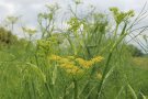 Fenchel mit fiedrigen grünen Blättern und gelben Blüten