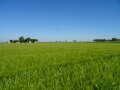 grüner Sommergerstenbestand unter strahlend blauem Himmel