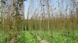 Bio-Hopfengarten im Jahr 2012 mit extrem starkem Spinnmilbenbefall an den zweitauflaufenden Pflanzen