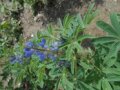 Lupinenpflanze mit dunkelblauer Blüte.