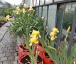 gelb blühende Irispflanzen in Töpfen zwischen 2 Gewächshäusern