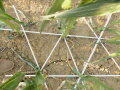 Gleichstandsaat bei Mais, bei der alle Pflanzen über ein gleichseitiges Dreieck miteinander verbunden sind. 