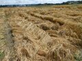 gelbes lagerndes Getreide am Feld