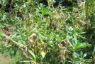 Blätter der Weissen Lupine mit Anthraknosebefall