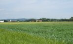 Feld mit Sommerweizen in Ruhstorf