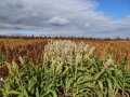 Versuchsfeld im Herbst. Die Sorten haben verschiedene Formen und Farben.