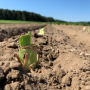 Kleiner, grüner Lilienfechser auf dem Feld