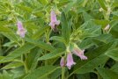 Sesampflanze mit grünen Blattern und lilafarbenen, glockenförmigen Blüten 