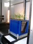 blaue Kiste mit Wintergerstenpflanze in der Beobachtungskammer