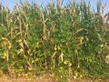 Gemenge aus Mais und Stangenbohnen kurz vor der Ernte