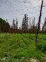 Abgestorbene Hopfenreben im Feld.