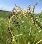Fenchelpflanze mit schwarz gefärbten, kranken Doldenfäden auf dem Feld