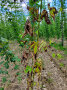 Hopfenpflanze mit typischen Verticillium-Symptomen; Blätter rollen sich vom Rand her auf.