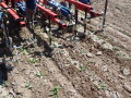 rot-blaue Torsionshacke in Feldbestand mit jungen Arnikapflanzen