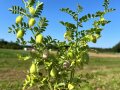 feingliedrige Blätter der Kichererbse mit Fruchtansatz