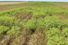 Grüne Kartoffelpflanzen und durch Braun- und Krautfäule abgestorbenen Kartoffelpflanzen auf dem Feld.